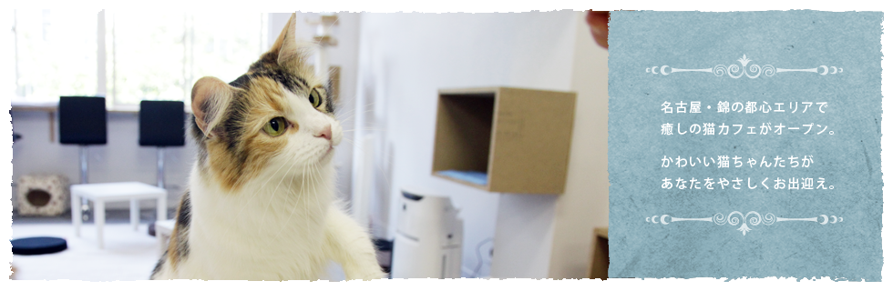 名古屋・錦の都心エリアで癒しの猫カフェがオープン。かわいい猫ちゃんたちがあなたをやさしくお出迎え。イメージ2