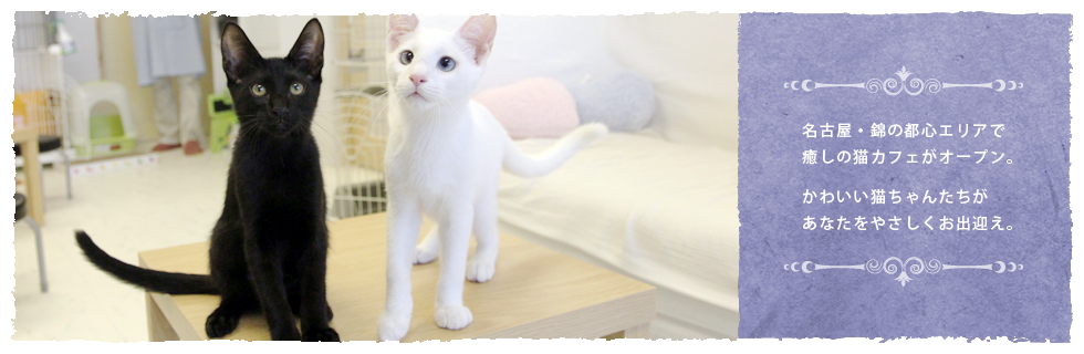 名古屋・錦の都心エリアで癒しの猫カフェがオープン。かわいい猫ちゃんたちがあなたをやさしくお出迎え。イメージ3